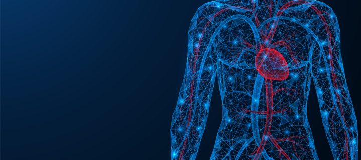 Cardiovascular system. The torso of a person with a heart and blood vessels. Low-poly design of interconnected lines and dots. Blue background.